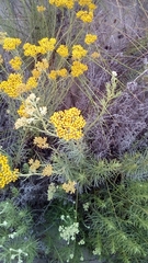 Helichrysum italicum