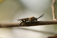 Phalerimeris phalerata