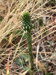 Platanthera elegans elegans