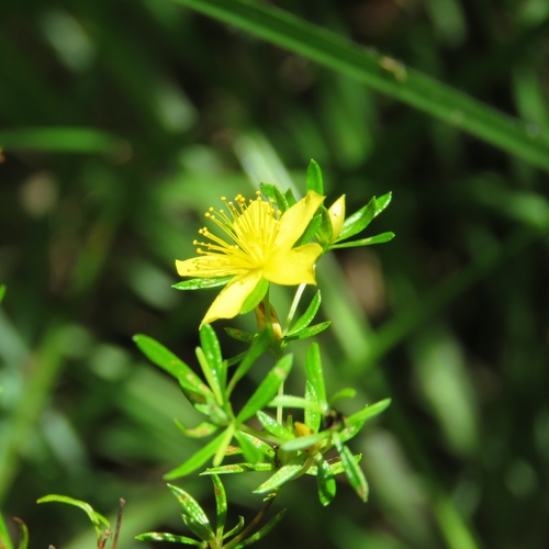Hypericum galioides, photograph 5