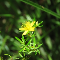 Hypericum galioides