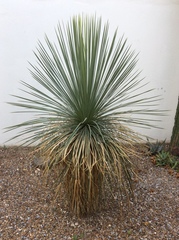 Yucca linearifolia