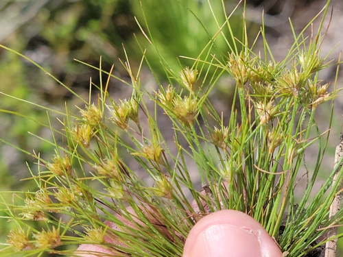 Sandy field hairsedge (Bulbostylis stenophylla)