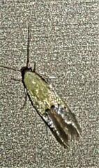 Opogona protodoxa