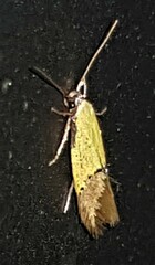 Opogona protodoxa
