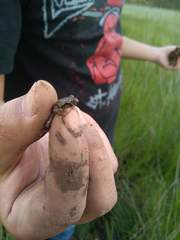 Pelodytes atlanticus