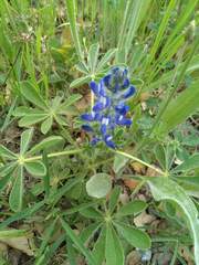 Lupinus micranthus