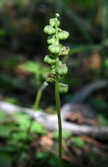Pyrola minor