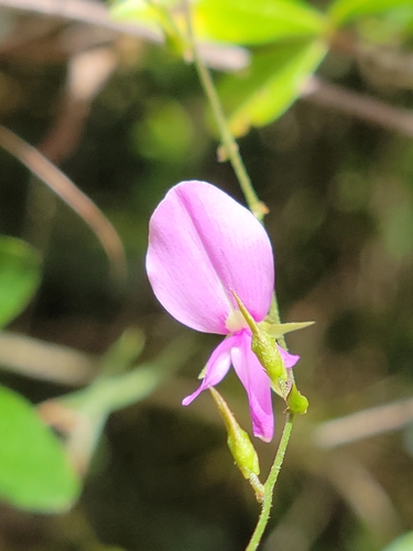 Image of Galactia volubilis by (c) Jay Horn, some rights reserved (CC BY)