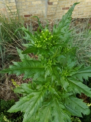 Erechtites hieraciifolius
