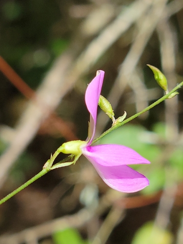 Image of Galactia volubilis by (c) Jay Horn, some rights reserved (CC BY)