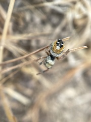 Phidippus californicus