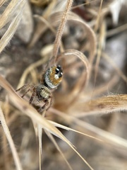 Phidippus californicus