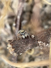 Phidippus californicus