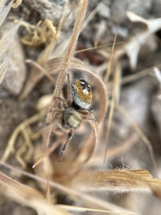 Phidippus californicus