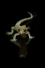 Nactus cheverti