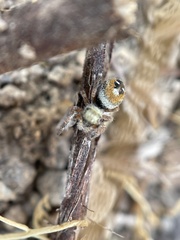 Phidippus californicus