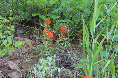 Castilleja hispida hispida