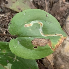 Liriomyza smilacinae