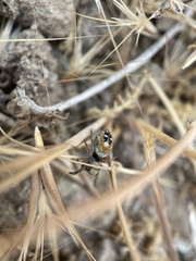 Phidippus californicus