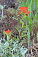 Castilleja hispida hispida