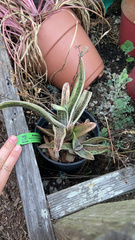× Gasteraloe