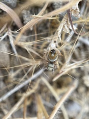 Phidippus californicus