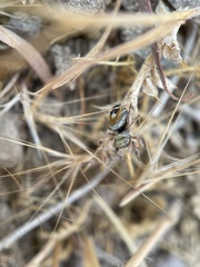 Phidippus californicus