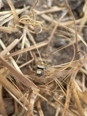 Phidippus californicus