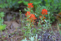 Castilleja hispida hispida