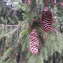 Picea abies