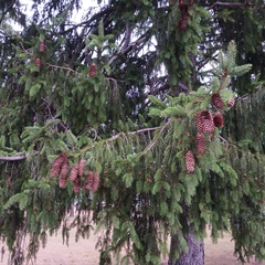 Picea abies