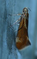 Metalampra