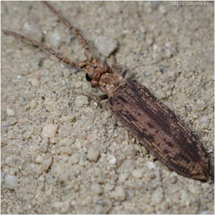 Prolixocupes lobiceps