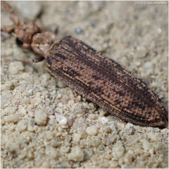 Prolixocupes lobiceps