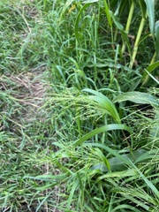 Panicum dichotomiflorum dichotomiflorum