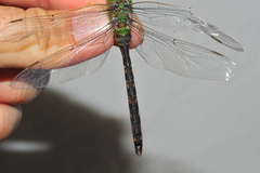 Anax amazili