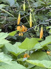 Lilium pardalinum wigginsii