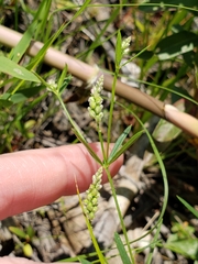 Polygala verticillata isocycla