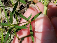 Polygala verticillata isocycla