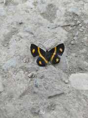 Parcella amarynthina