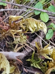 Homalothecium megaptilum