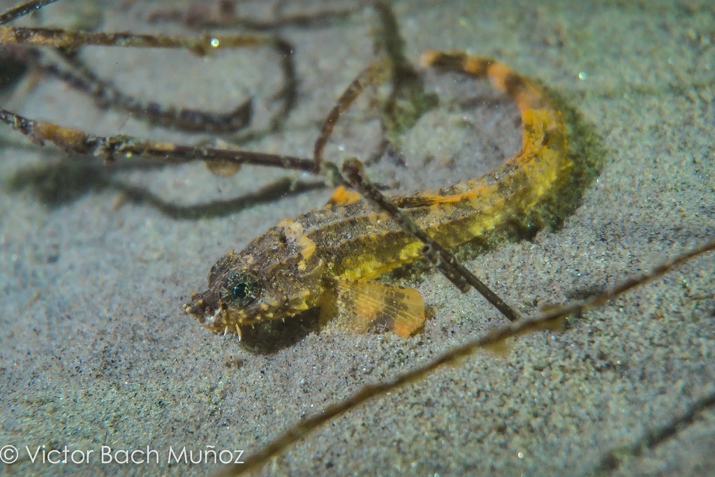 Southern spearnose poacher (Agonopsis sterletus) — Agonidae