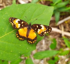 Chlosyne lacinia adjutrix