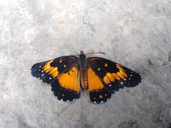 Chlosyne lacinia saundersi