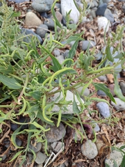 Hayhurstia atriplicis