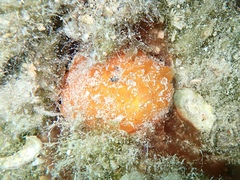 Tethya actinia