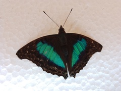 Doxocopa laurentia laurentia