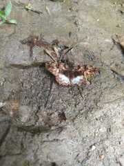 Noctuana