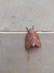 Adeloneivaia subangulata